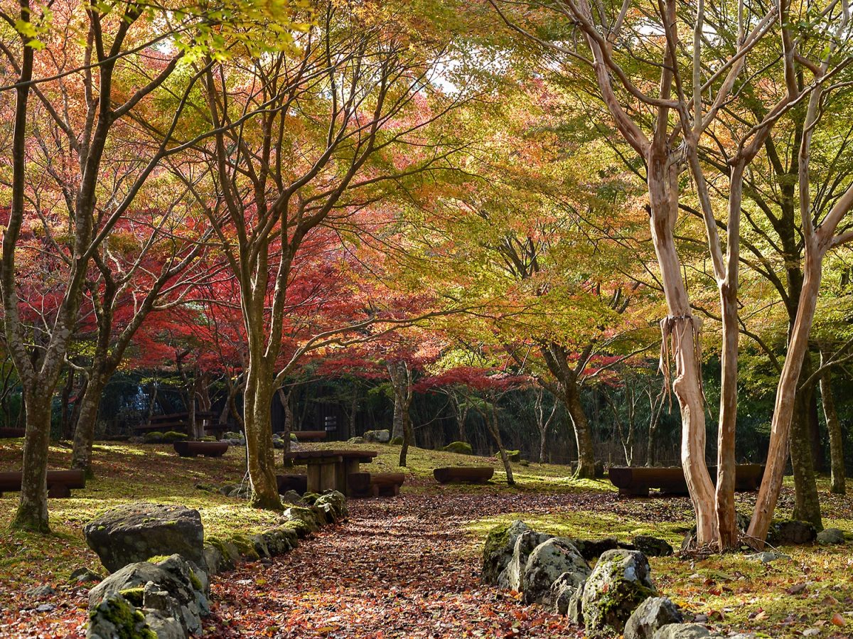 庭園の紅葉樹が鮮やかに色づく道の駅 大自然と渓谷美を堪能する天城越え