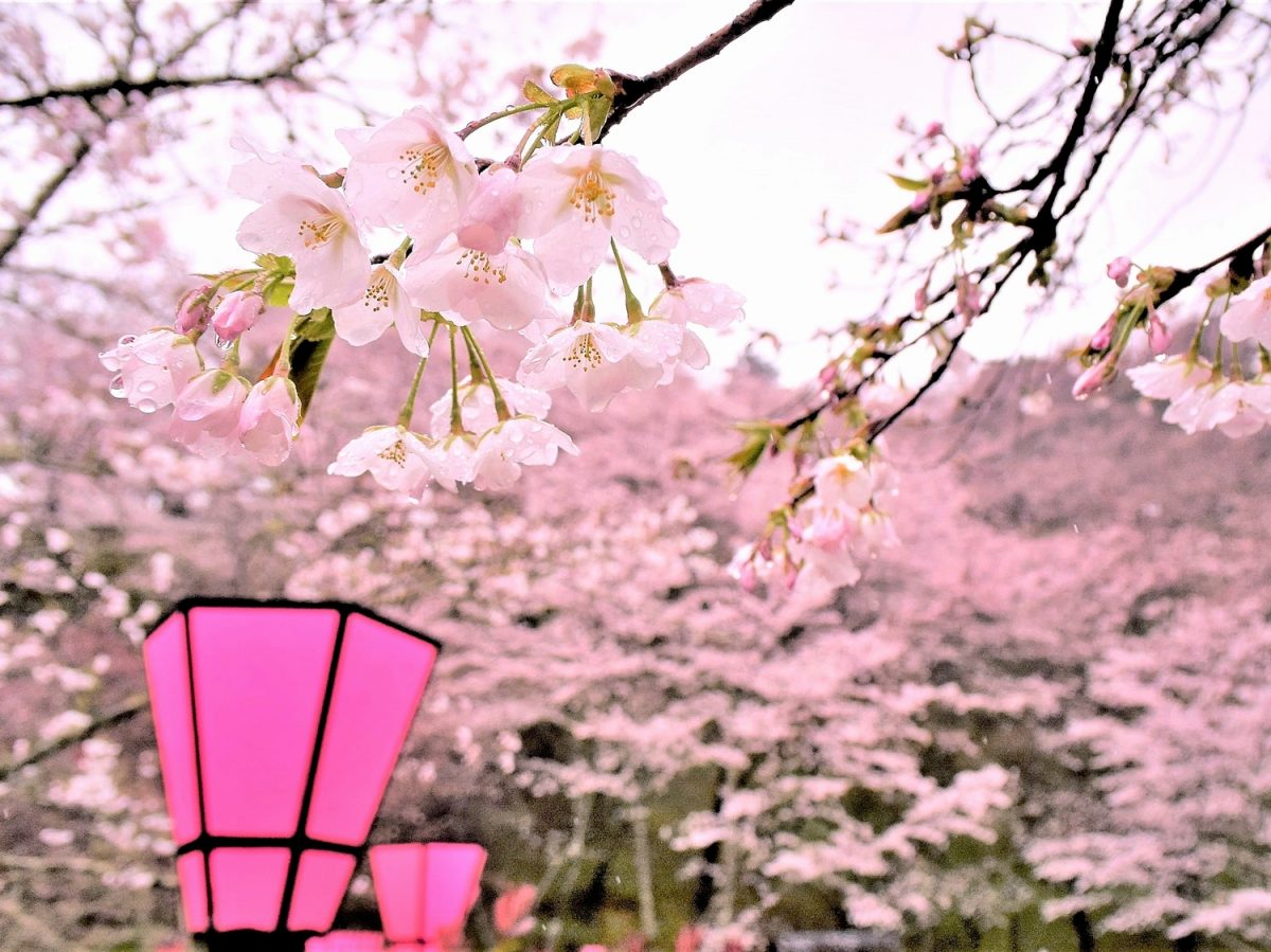 約1,000本に囲まれた東海最大級の桜トンネル！ 桜色に染まる金毘羅山で桜吹雪の春散歩